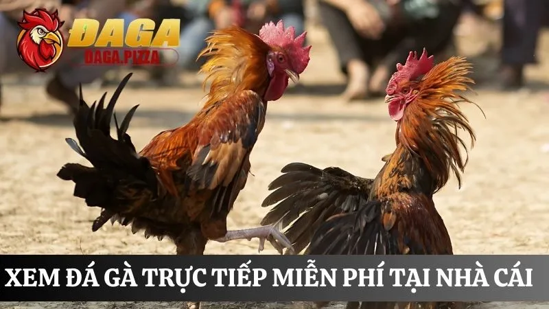 hướng dẫn cách xem đá gà trực tiếp