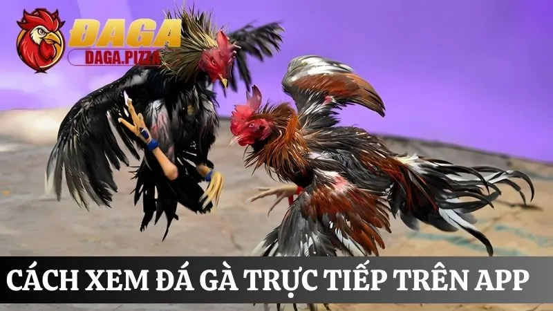 cách xem đá gà trực tiếp trên app