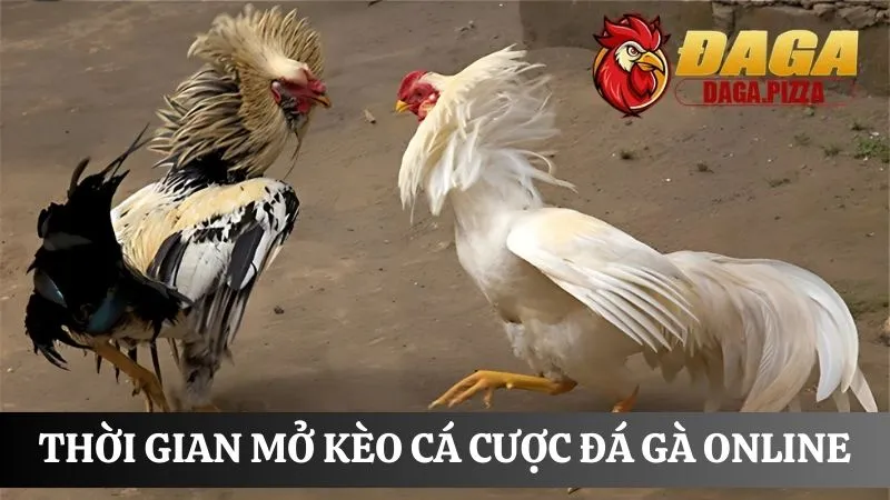 FAQ thời gian mở kèo cá cược đá gà 